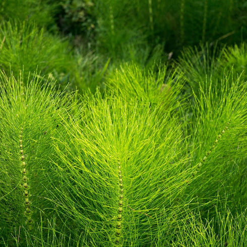 Horsetail 8 oz 227g, Horsetail Alpi Nature Herb Dried Herb for Tea Preparation, Loose Herbal Tea