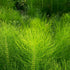 Horsetail 8 oz 227g, Horsetail Alpi Nature Herb Dried Herb for Tea Preparation, Loose Herbal Tea