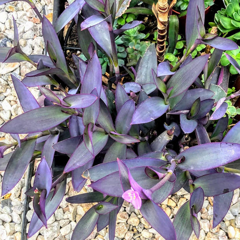 5 Inchplant Blissful Purple Heart Cuttings Wandering Jews Tradescantia Spiderwort Purple Trailing Plant Colorful Air