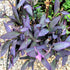 5 Inchplant Blissful Purple Heart Cuttings Wandering Jews Tradescantia Spiderwort Purple Trailing Plant Colorful Air