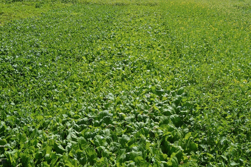 25 Count, Florida Broadleaf Mustard Green Seeds "COOL BEANS N SPROUTS" Brand. Home Gardening.