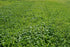 25 Count, Florida Broadleaf Mustard Green Seeds "COOL BEANS N SPROUTS" Brand. Home Gardening.