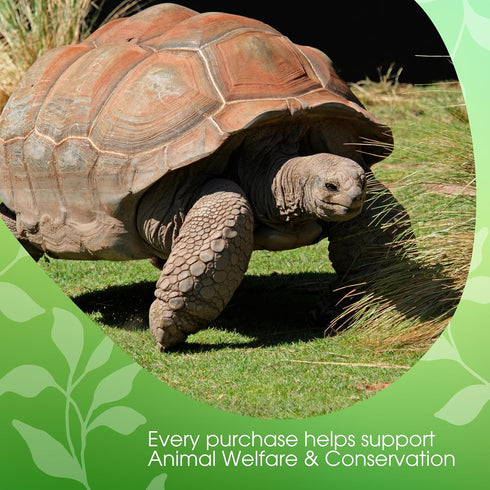64 Oz, 52 David Rio Tortoise Green Tea Chai Tea Latte Mix, Green Tea, Organic Spices, Dairy Free, Serve Hot or Cold