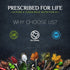 Prescribed For Life Sunflower Lecithin Powder, 4oz - Unbleached, Gluten Free, Vegan, Non GMO