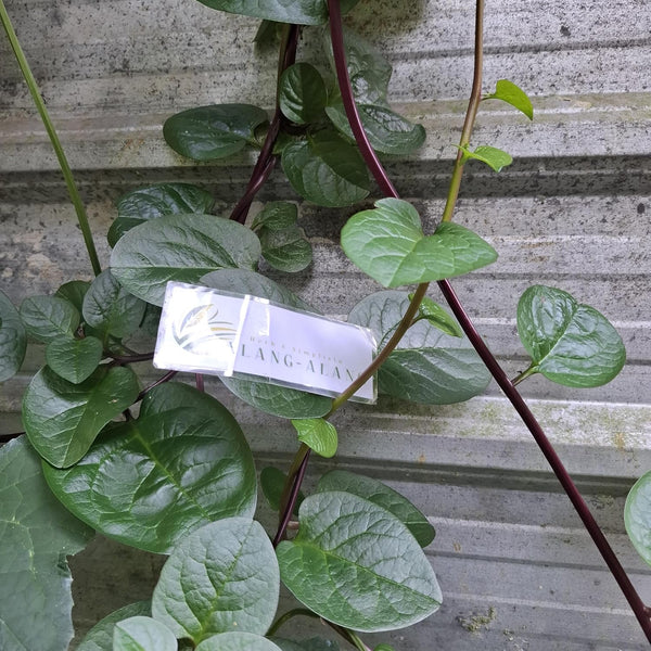 Generic Daun Gendola (Basella Alba) Malabar Spinach Dried Leaves (30 gram)