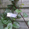 Generic Daun Gendola (Basella Alba) Malabar Spinach Dried Leaves (30 gram)