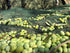 Laconiko 100% Extra Virgin Olive Oil Laconiko Ultra Premium Extra Virgin Olive Oil (Basil)