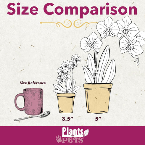 3.5" 16" Premium Purple Live Orchid Plant Blooming in Blue & White Orchid Pot, Live Plants, Houseplant Gifts, Approx.