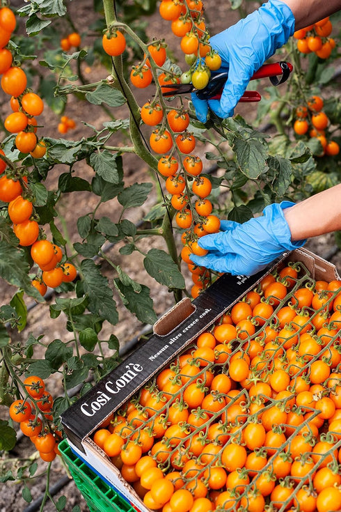 28.22 oz (800g), 100% Yellow Cherry Tomatoes in Puree, Pomodorini, Daterini Italian, Cosi Come