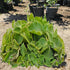 GREEN BEAR Live Cuban Oregano Plant, Also Knows as Broadleaf Thyme Herb, Potted Fresh Kitchen Garden Plant
