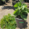 GREEN BEAR Live Cuban Oregano Plant, Also Knows as Broadleaf Thyme Herb, Potted Fresh