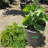 GREEN BEAR Live Cuban Oregano Plant, Also Knows as Broadleaf Thyme Herb, Potted Fresh