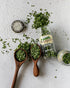 Snipped Chives, 0.1 Ounce by Spice Islands