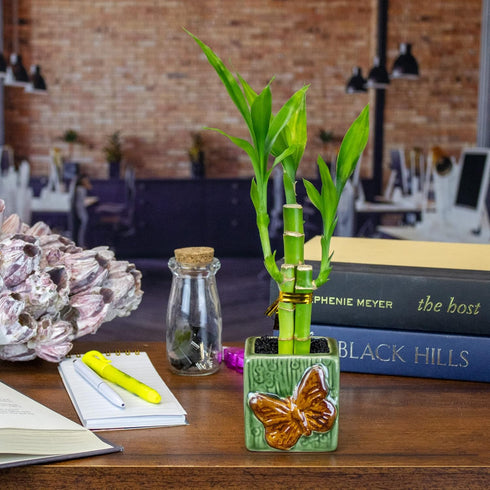 Set 3 6 Inch of Three Stalk Lucky Bamboo Arrangements - Lucky Bamboo Indoor House Plants for Home and Office Decor - NW