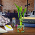 Set 3 6 Inch of Three Stalk Lucky Bamboo Arrangements - Lucky Bamboo Indoor House Plants for Home and Office Decor - NW