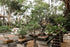 5 Bonsai Tree Bundle | Collection of Live Tree Seedlings | The Jonsteen Company