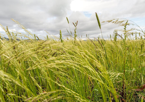 3 Organic Whole Grain Teff, Pounds Non-GMO Super Ancient Grain, Brown Seeds, Good Source of Protein and Iron, Great