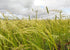 3 Organic Whole Grain Teff, Pounds Non-GMO Super Ancient Grain, Brown Seeds, Good Source of Protein and Iron, Great