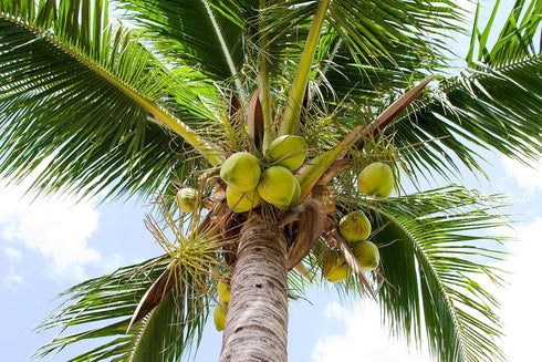 2.5 Food to Live Organic Shredded Coconut, Pounds Non-GMO, Unsweetened Flakes, Desiccated, Medium Shreds, Kosher