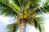 12 Food to Live - Organic Shredded Coconut, Ounces Non-GMO, Unsweetened Coconut Flakes, Desiccated, Medium Shreds