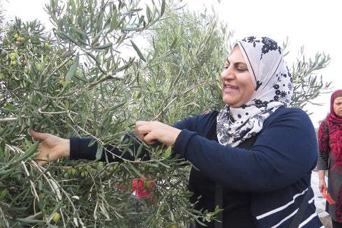 16.9oz SINDYANNA OF GALILEE Organic Extra Virgin Olive Oil, Cold Pressed Mediterranean Olive Oil Fair Trade, Non GMO