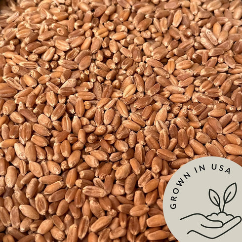(4.8lb) Be Still Farms Organic Hard Red Wheat Berries - Healthy Diet Whole Grains Bulk - Ideal for Soups, Salads