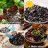 5.29oz Dried Black Fungus Premium Wood Ear Mushrooms, All-Natural, Vegan, Gluten-Free, Ideal for Asian Cuisine