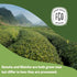 100 Count, Packaging (Pack 1) FGO Organic Japanese Matcha + Green Tea, Eco-Conscious Tea Bags, Resealable Bag, May Vary