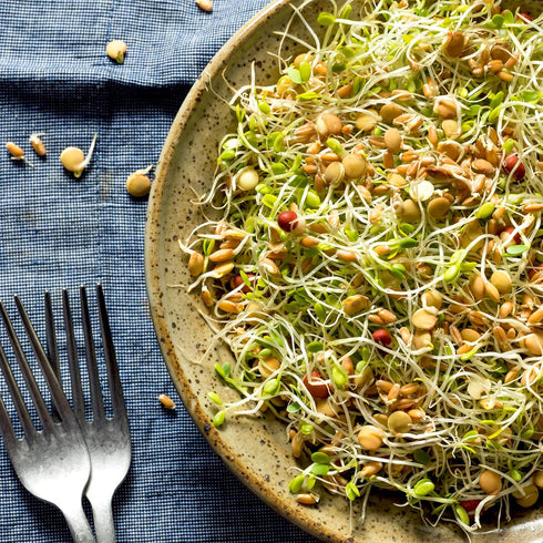 1 lb Todd's Non-GMO Protein Bean Sprouting Seed Mix