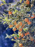 Generic Kumquats