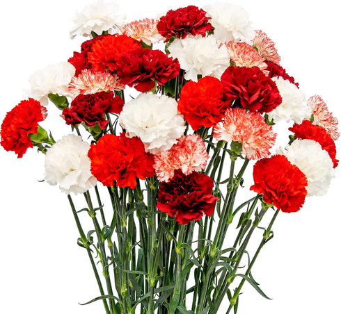 FlowerPrime 50 Christmas Carnations - Fresh Natural Cut Flowers Special Holiday Variety