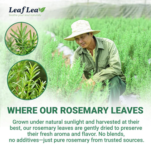 40 100% LeafLea Premium Rosemary Tea Bags from Natural Rosemary Leaves, Herbal Tea for Gentle Digestive Comfort, Te De