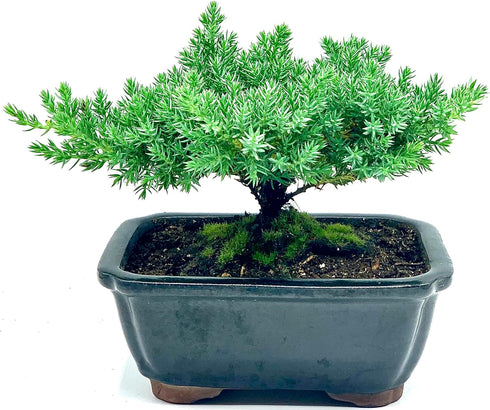 Generic 100% Live Dwarf Juniper Bonsai Tree | Indoor/Outdoor | Handcrafted| Home and Office Dcor | Best Gift