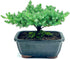 Generic 100% Live Dwarf Juniper Bonsai Tree | Indoor/Outdoor | Handcrafted| Home and Office Dcor | Best Gift