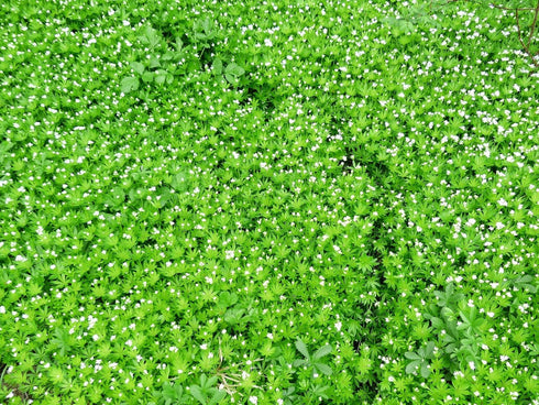 Sweet Woodruff Herb - Natural Galium Odoratum, Dried Cut - Net Weight: 1oz/28g