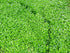 Sweet Woodruff Herb - Natural Galium Odoratum, Dried Cut - Net Weight: 1oz/28g