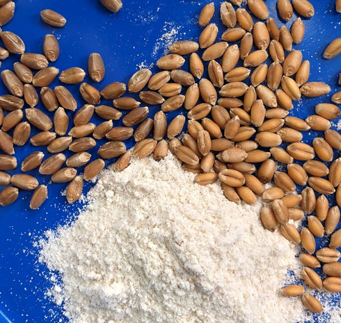 Early Morning Harvest Organic General Purpose Flour - Made from Non-GMO Whole Wheat - Stone Ground All Purpose Flour