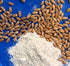 Early Morning Harvest Organic General Purpose Flour - Made from Non-GMO Whole Wheat - Stone Ground All Purpose Flour