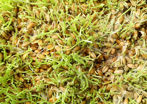 5 Food to Live - Organic Hard Red Wheat Berries, Pounds Non-GMO, Kosher, Raw, Sproutable, Vegan, Sodium and Sugar Free