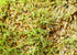 5 Food to Live - Organic Hard Red Wheat Berries, Pounds Non-GMO, Kosher, Raw, Sproutable, Vegan, Sodium and Sugar Free