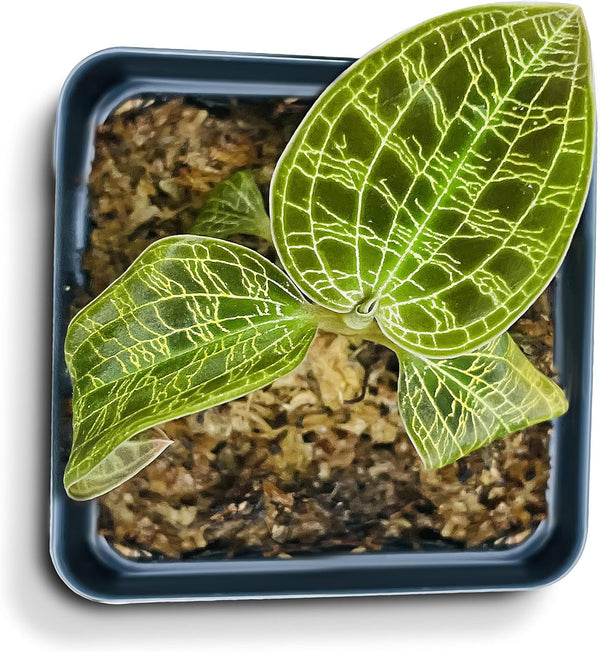 Macodes Petola (Jewel Orchid), Dense Lighting Bolt Patten (Gold Veins), Potted