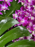 Generic Purple Dendrobium Fresh Cut Orchids 100 pack or 2x50 Count packs for