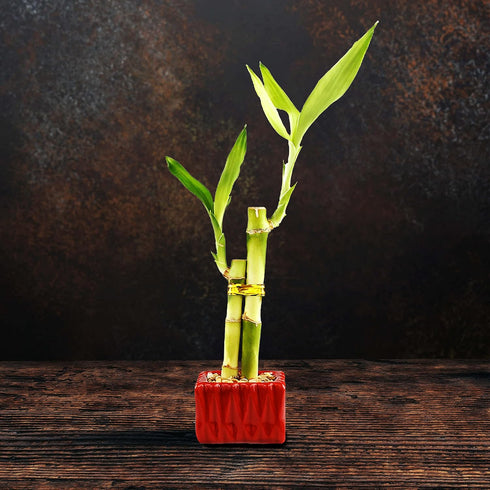 2 4 6 Inches Live Lucky Bamboo Stalk Love Arrangement in Square Red Ceramic Planter - and Lucky Bamboo Indoor Potted