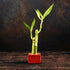 2 4 6 Inches Live Lucky Bamboo Stalk Love Arrangement in Square Red Ceramic Planter - and Lucky Bamboo Indoor Potted