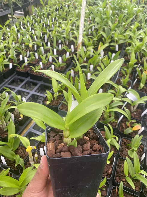 Aloha Hawaii Orchids 4" Dendrobium Popeye Pot