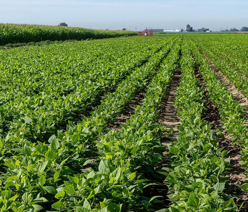 10 High Plains Mayocoba Beans | Pound Bag | Farm-fresh Peruvian | Non-GMO Verified | High Protein & Fiber Source | Dry