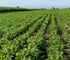 10 High Plains Mayocoba Beans | Pound Bag | Farm-fresh Peruvian | Non-GMO Verified | High Protein & Fiber Source | Dry