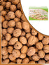5.5 Lbs Anna and Sarah Walnuts in Shell, Jumbo, Fresh, Buttery Taste, Easy to Crack, California Chandler, Natural