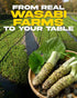 2 6 Oz Wasabi Mayo by Wasabi-O - Spicy Japanese Mayonnaise - Smooth & Zesty - Perfect for Sushi, Burgers, Dipping & BBQ