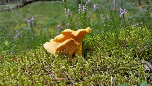 3 Forest Food Shop Dried Chanterelle Mushrooms Ounce Handpicked from Wild Forests, Air-Dried Mushrooms, Sourced by a